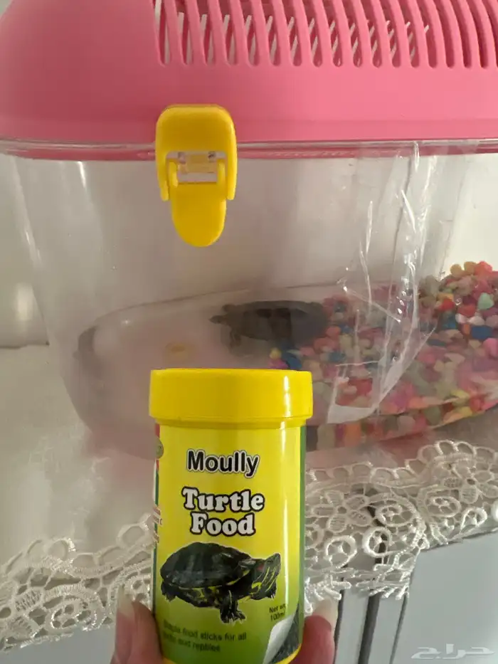 سلحفاة برمائية 2