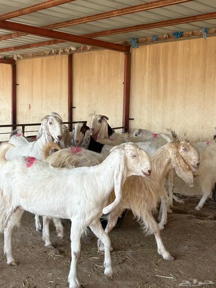 للبيع ماعز بيض دفيع 0