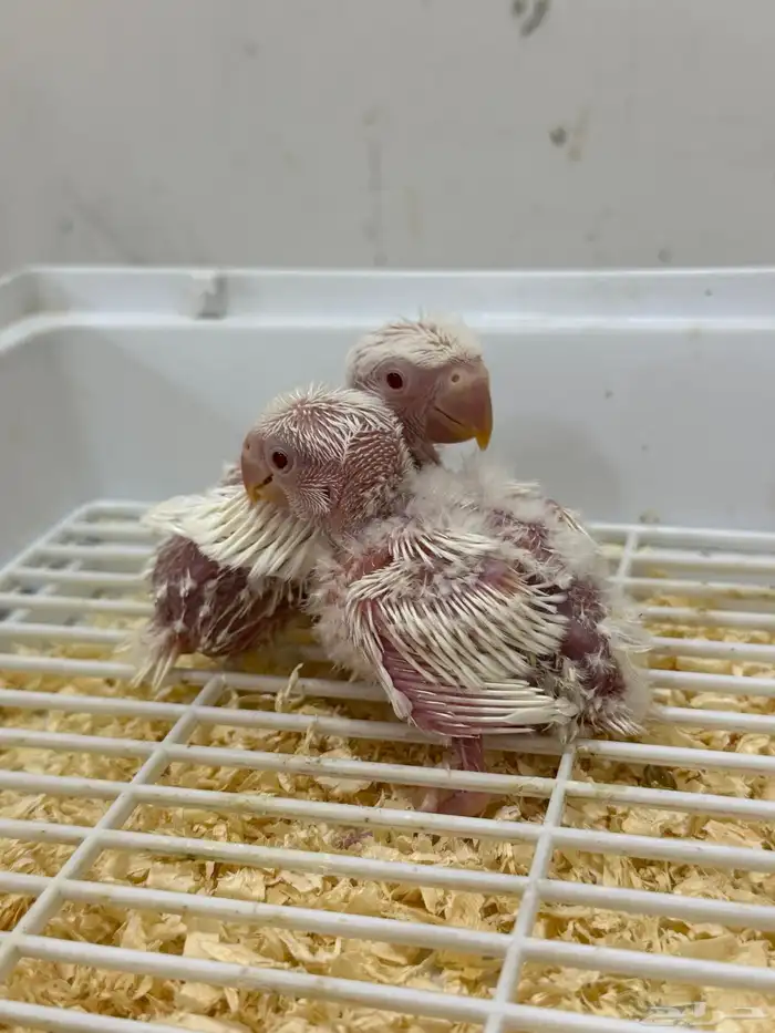 فروخ روز غر البينو عيون حمر 2