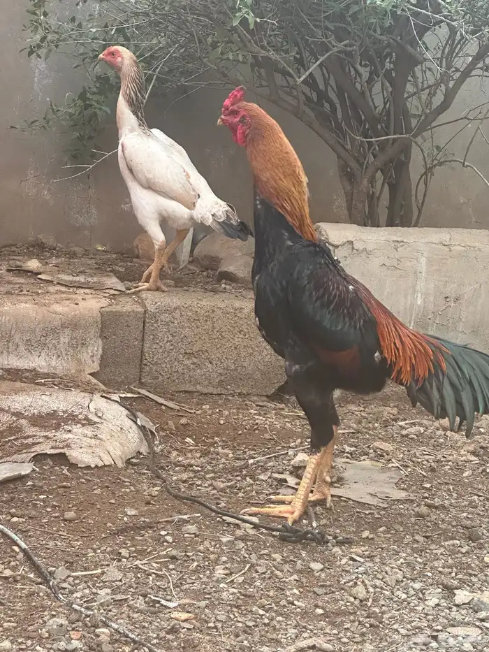 دجاج شامو ياباني للبيع 0