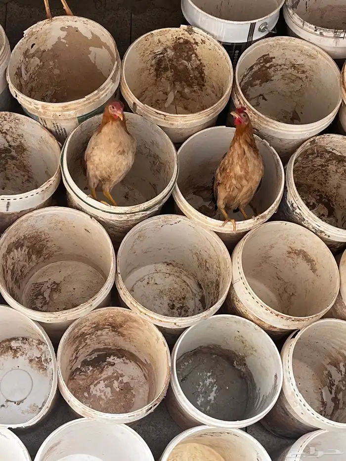 دجاج بلدي بشاير 0