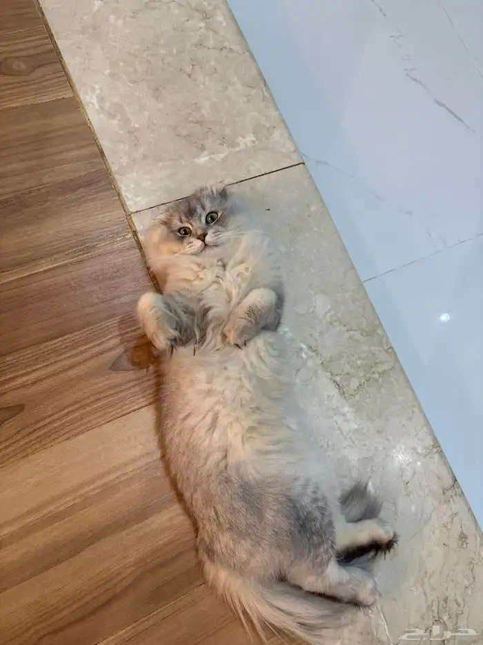 قط سكوتش فولد للبيع 0