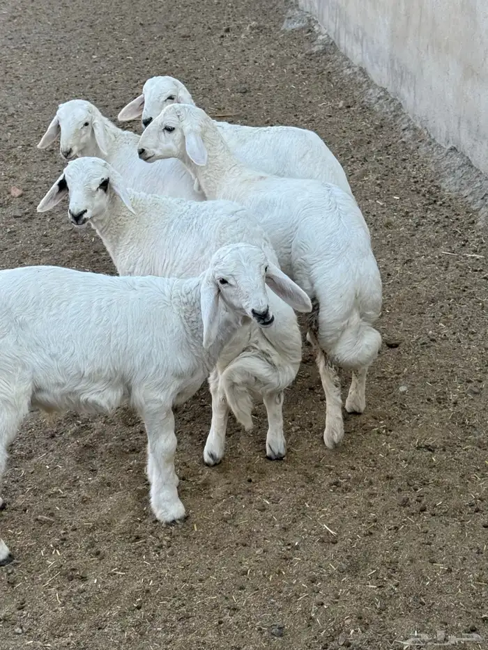 5 خرفان كفو كفو 0