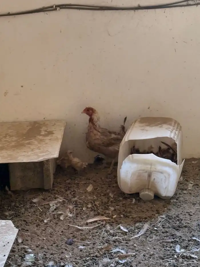 ارانب بلديه   دجاج بلدي   للبيع 8