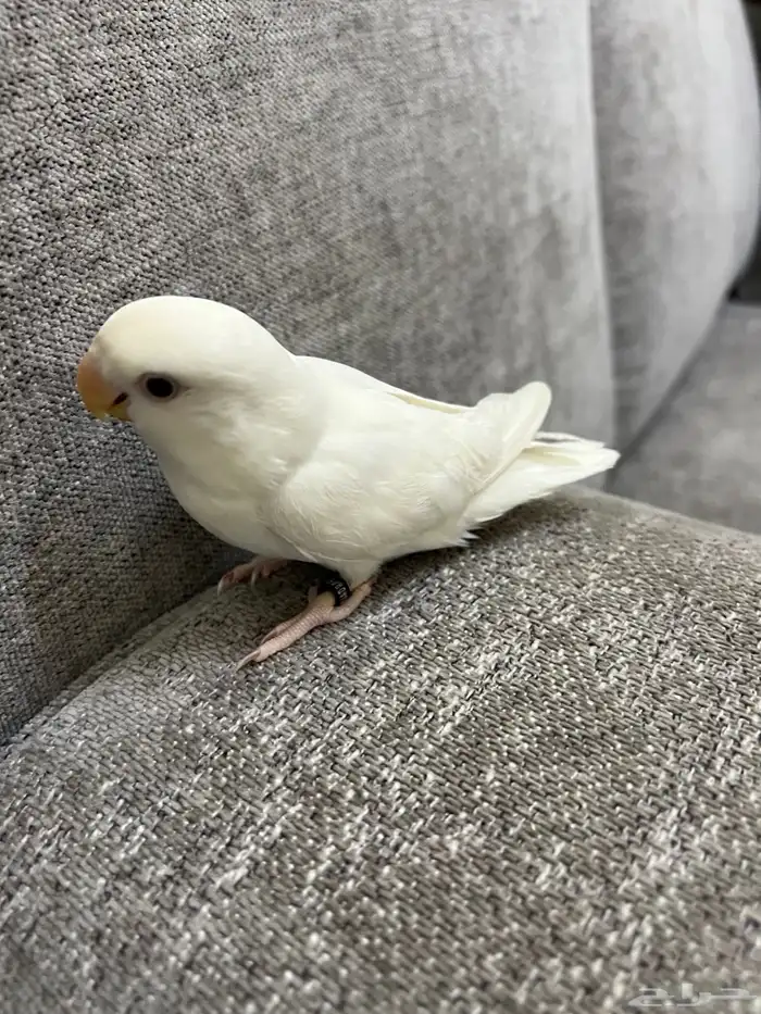 طيور روز ماشاءالله 8