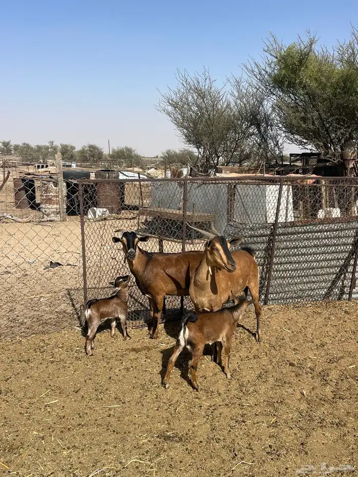 معزا دهم لون صيد 5