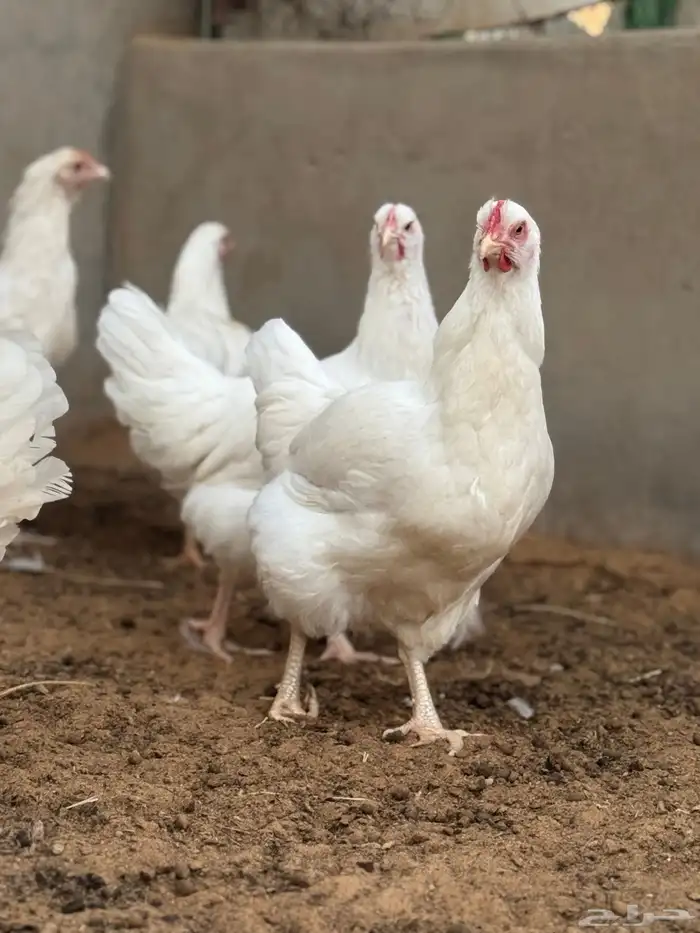 دجاج تركي ابيض صافي جروم طيبه ماشاءالله 9