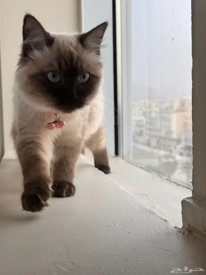 قطة هملايا للتبني 0