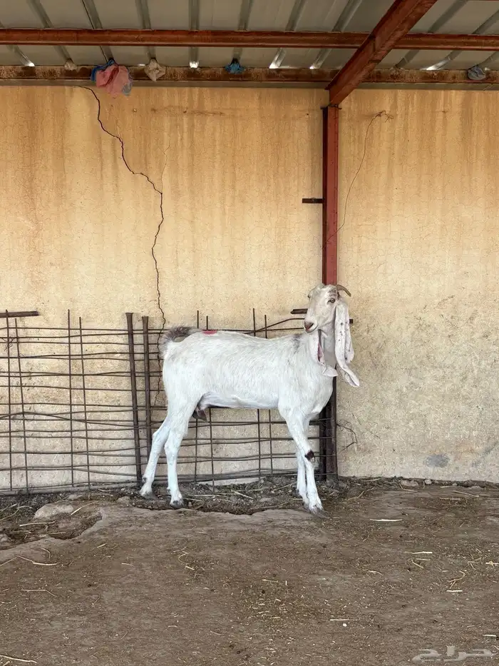 للبيع ماعز بيض دفيع 9