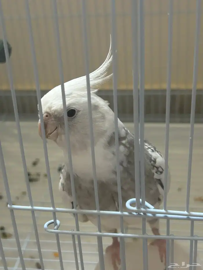 ذكر كروان هولندي 3