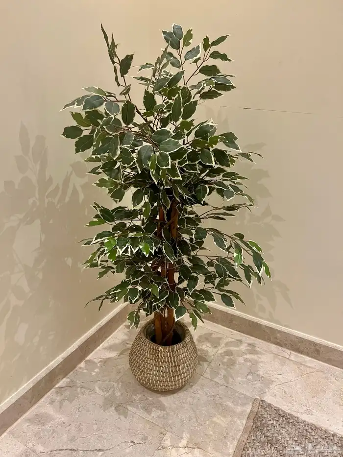 شجرة او نبات صناعي مع الإناء أو الحوض artificial tree plant 0