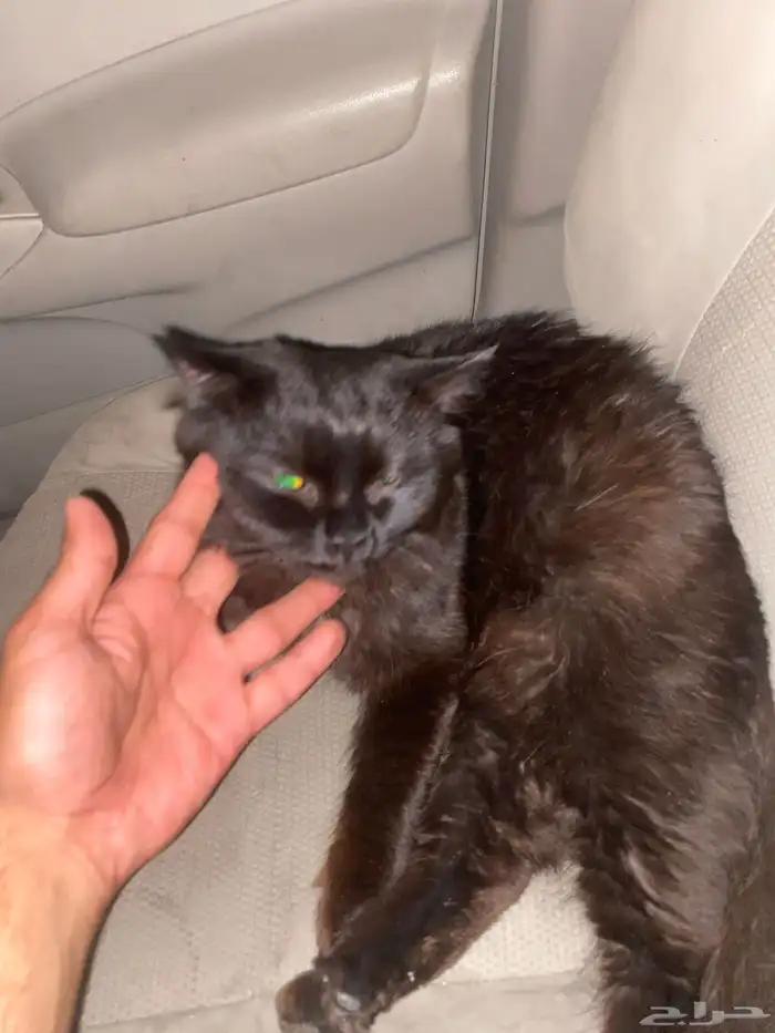 قطوه ذكر وانثى واحد عمره6شهور والانثى 5شهور 1