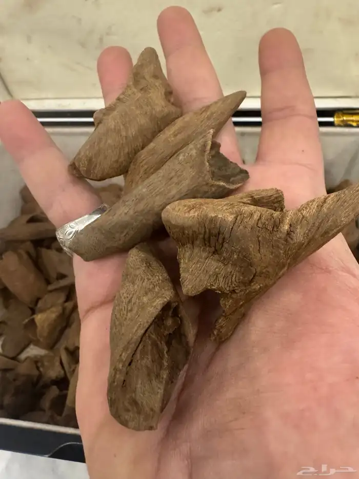 نوادر المروكي ( أندر ووتر ) غطاس   من المقتنيات 13