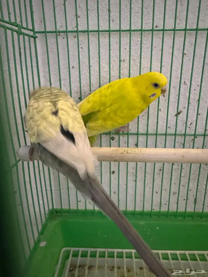 بادجي رينبو 5