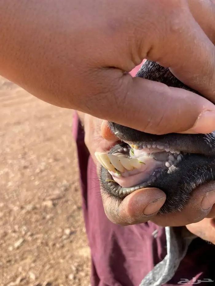 معزا حبشيات اصيله جروم(( تم البيع)) 14