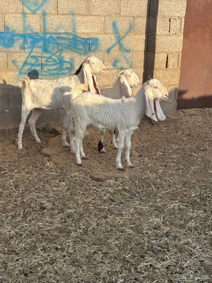 للبيع معزا مواليد عدد ثنتين كل وحده تحتها جفره 0