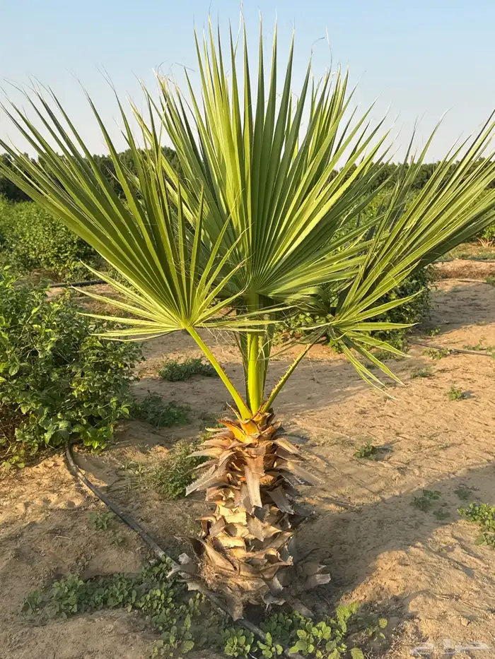 نخل واشنطني 1