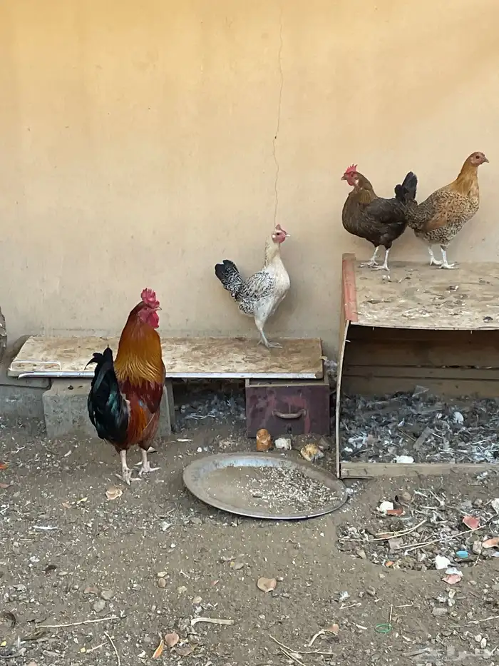 دجاج وحمام 6