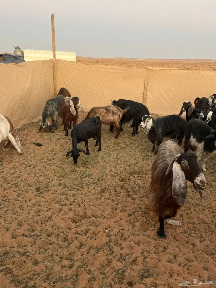 معزاء العدد 19 0