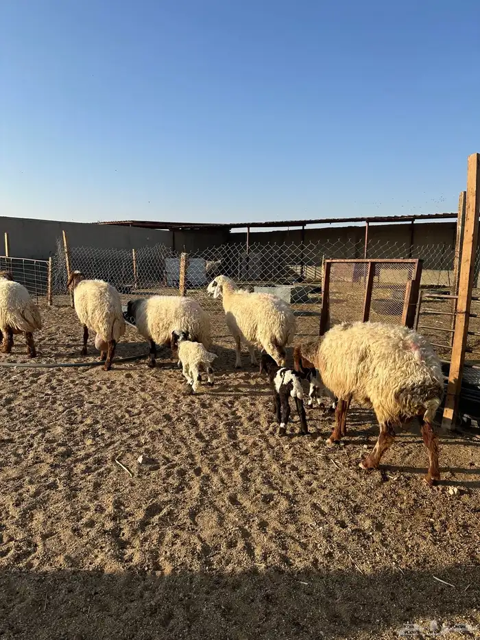 مطافيل انعيم طيبه اللبيع 13