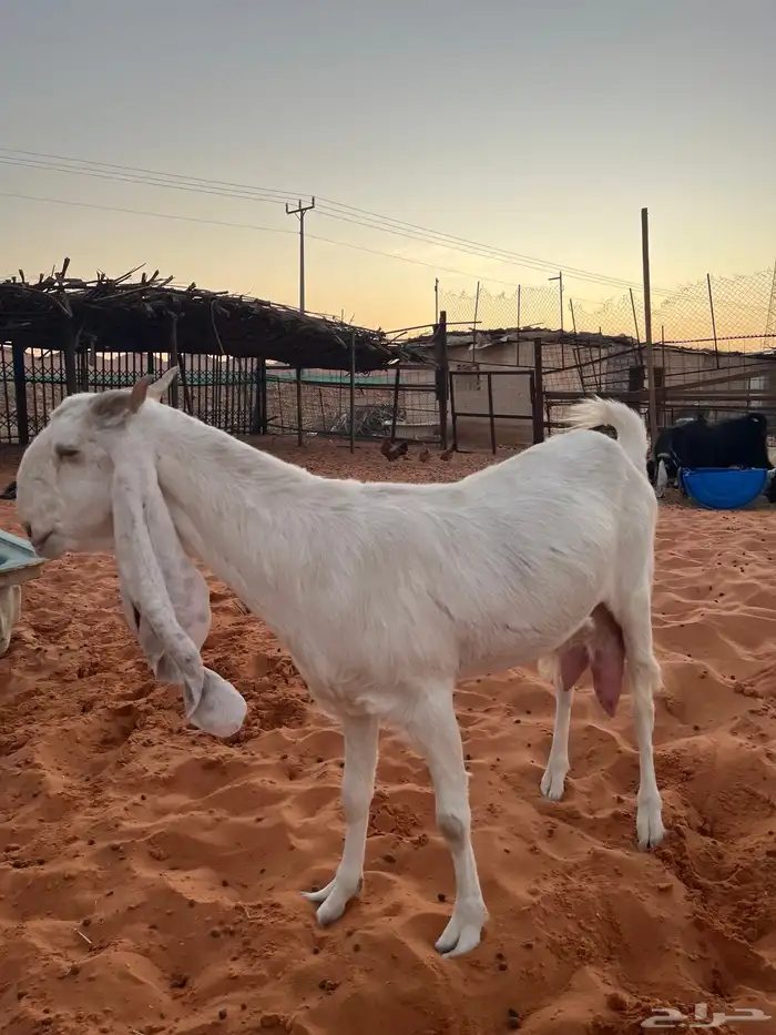عنز مطوره بيضا برصا حليب وافر بحر مشروكه 1