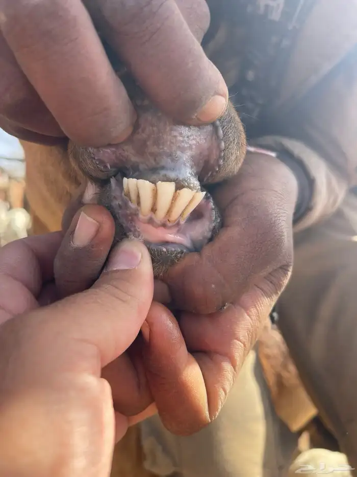 معزا دهم لون صيد 0