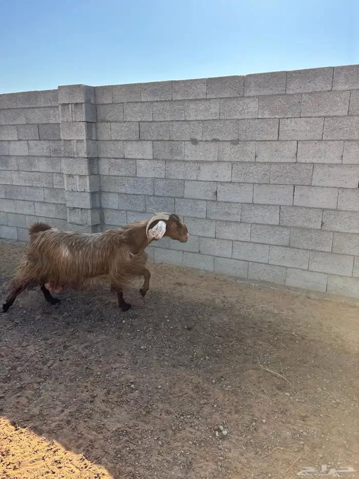 معزا كلها دفيع وعلى الشرط 2