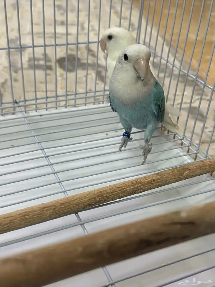 طيرو روز زوج كانو اليفين وفيهم خوف بسيط 3