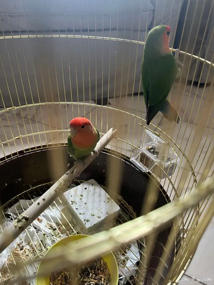 طيور روز للبيع 2