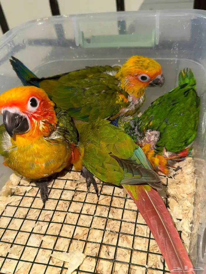 كنيور لوري صن كنيور 0