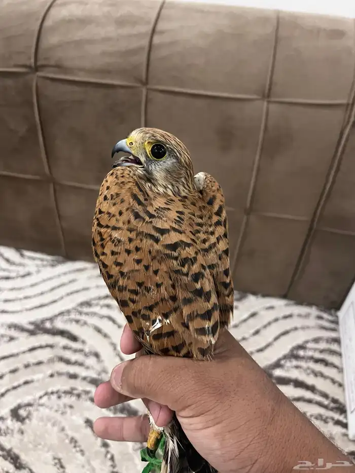 للبيع باشق 0