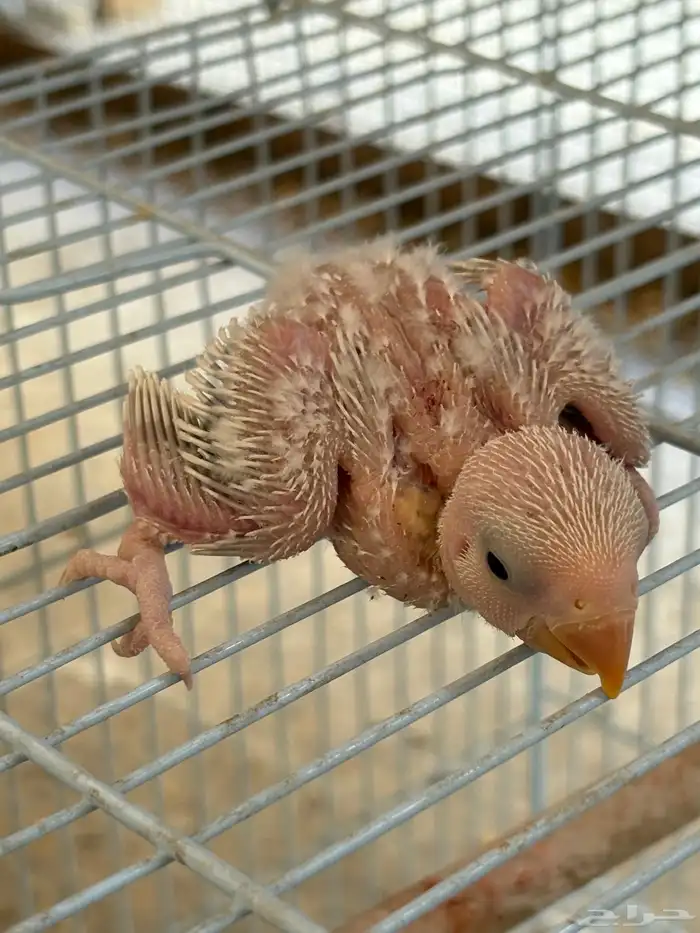 طيور روز فروخ 2