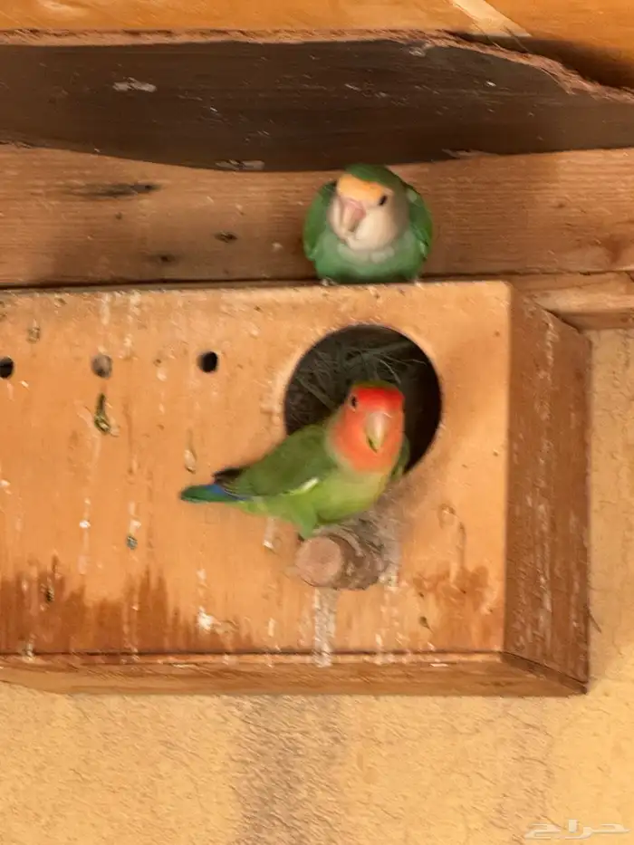 ازوج روزمنتجه 8