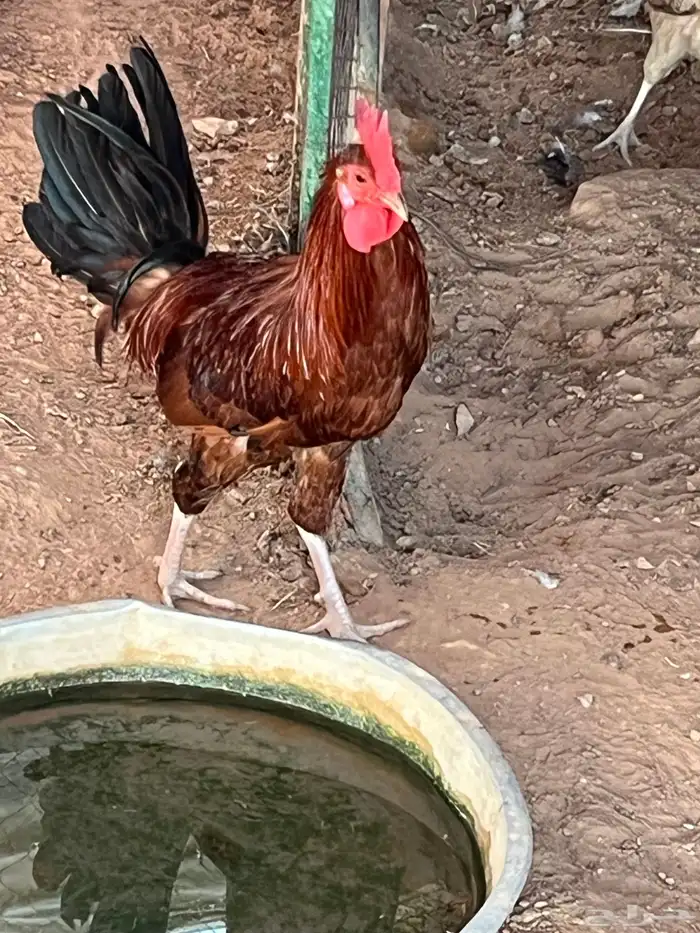 ديك بلدي العدد 4 البيع في جمله 1