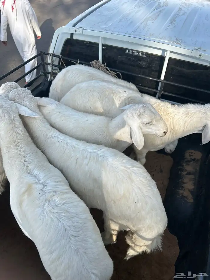 خرفان حريات اعمار من6شهور 3