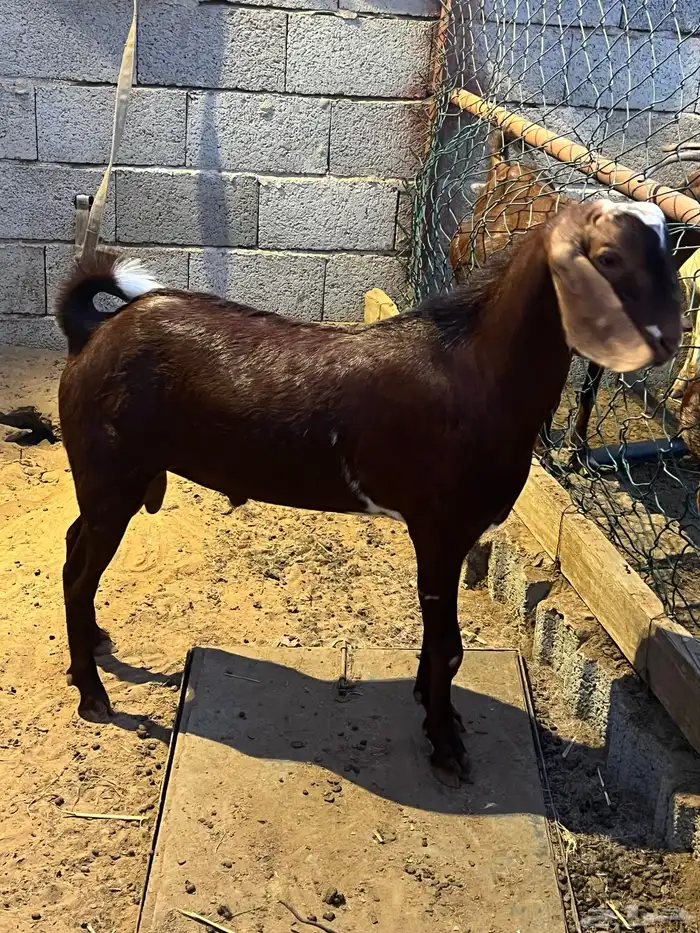 مشروع فحل مطور فاخر 0