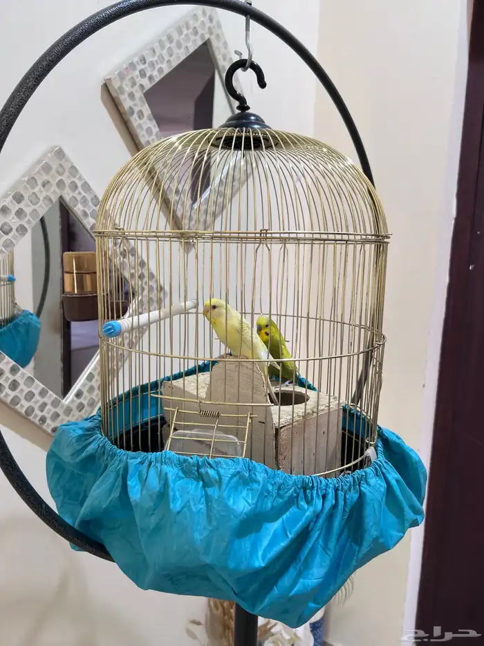 طيور الحب مع القفص 0