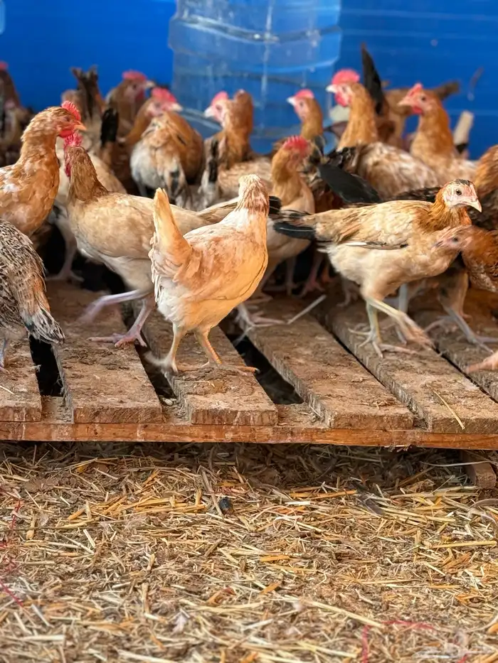 ياشاري الدجاج عمره فوق شهرين البيع عاجل ألرجاء عدم البخس 5