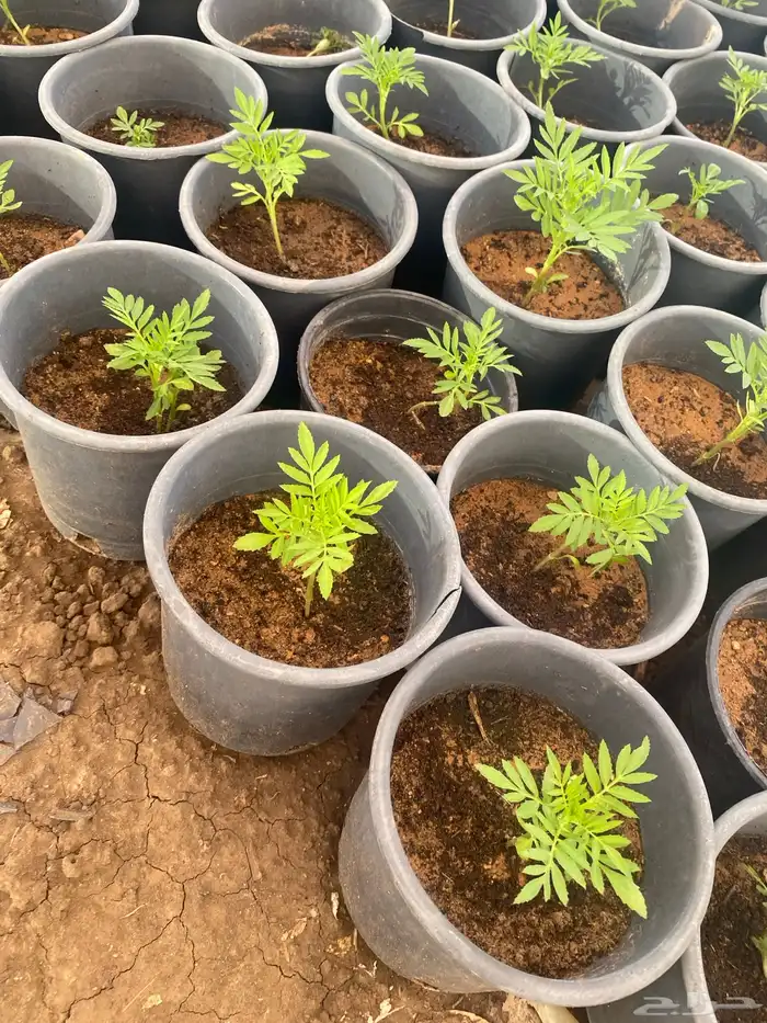 زهور ماري جولد وبيتونيا 6