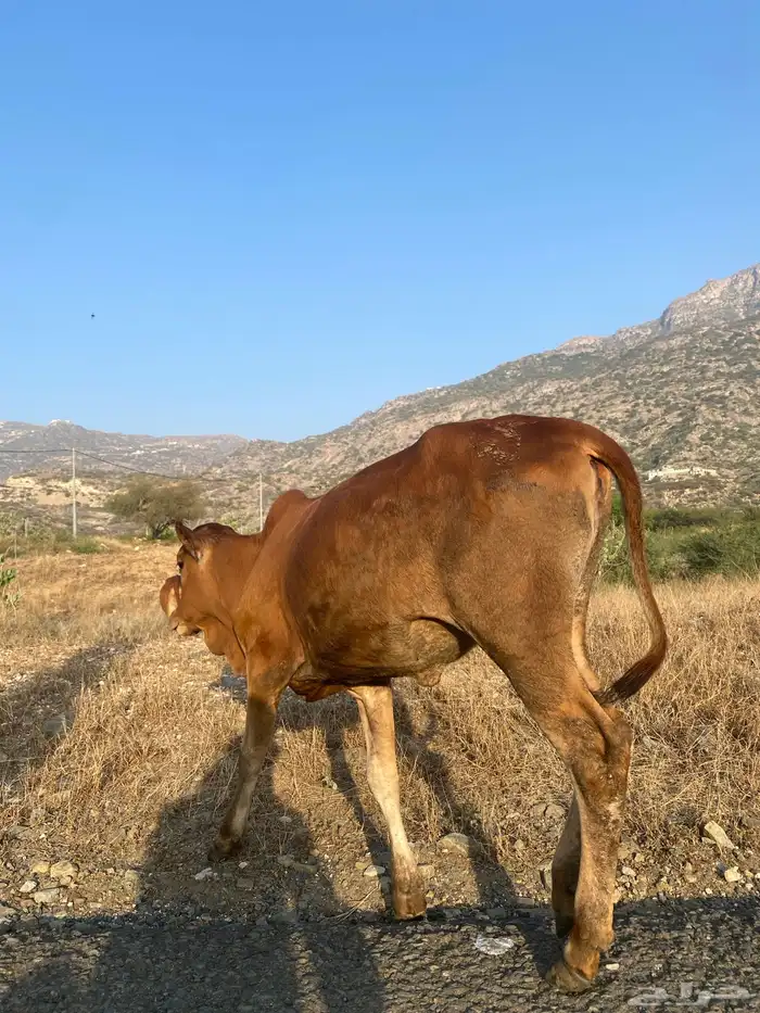 خبشه للبيع 1