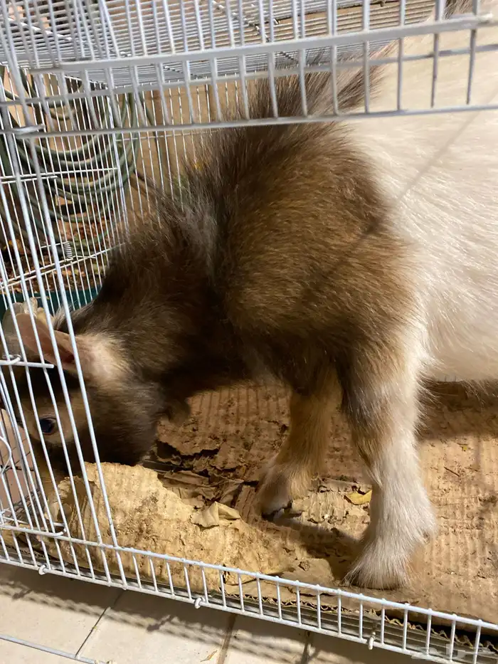 تيس قرم عمر 11 شهر 1