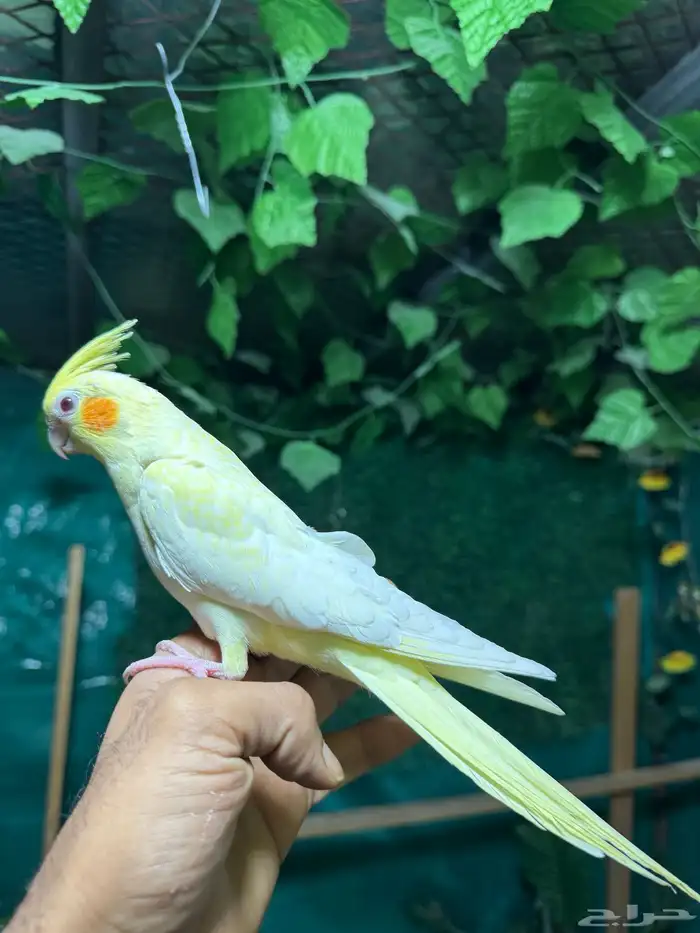 كروان اليف وهدد شي فاخر  تم البيع 0