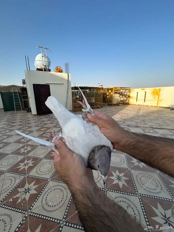 انثى زاجل سباق فخمه 5