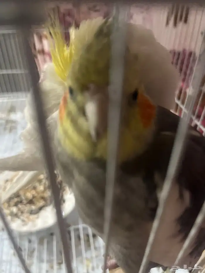 على السوم 2 طير كروان ولد بنت هولاندي 2