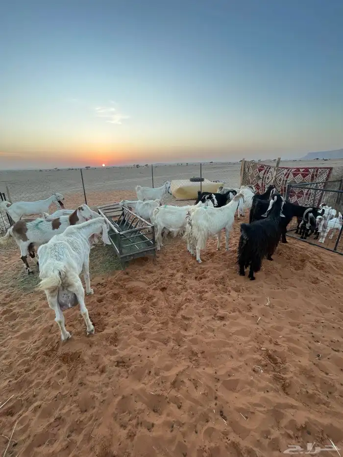 معزا متابيع 0