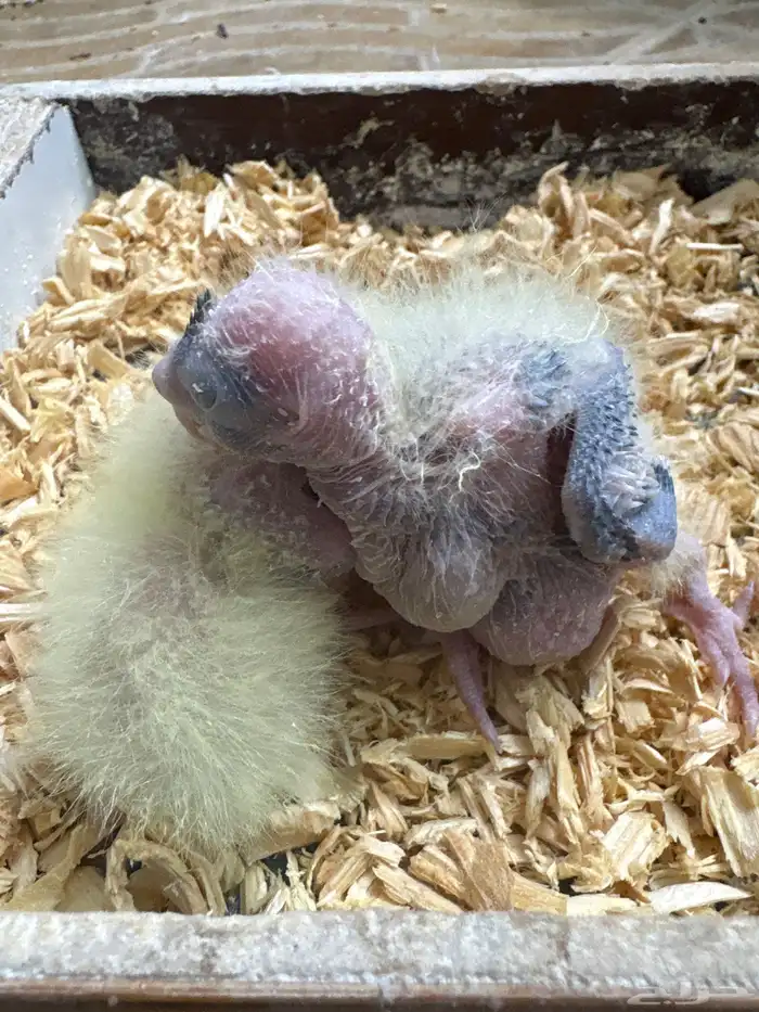 فروخ كروان وفروخ بادجي تحت الغر 7