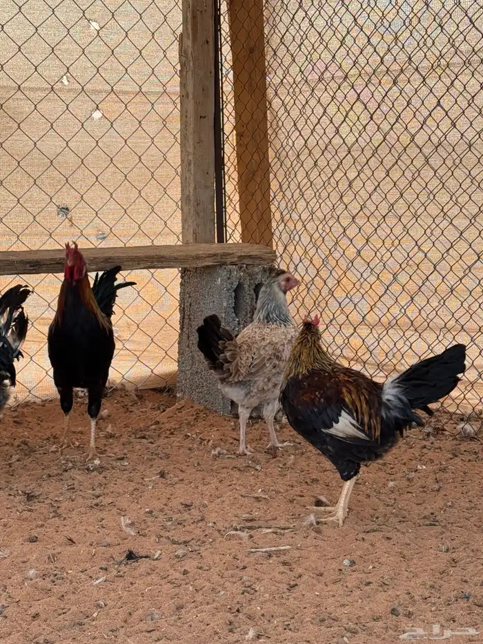 بشاير دجاج عربي وشوكي للبيع 4