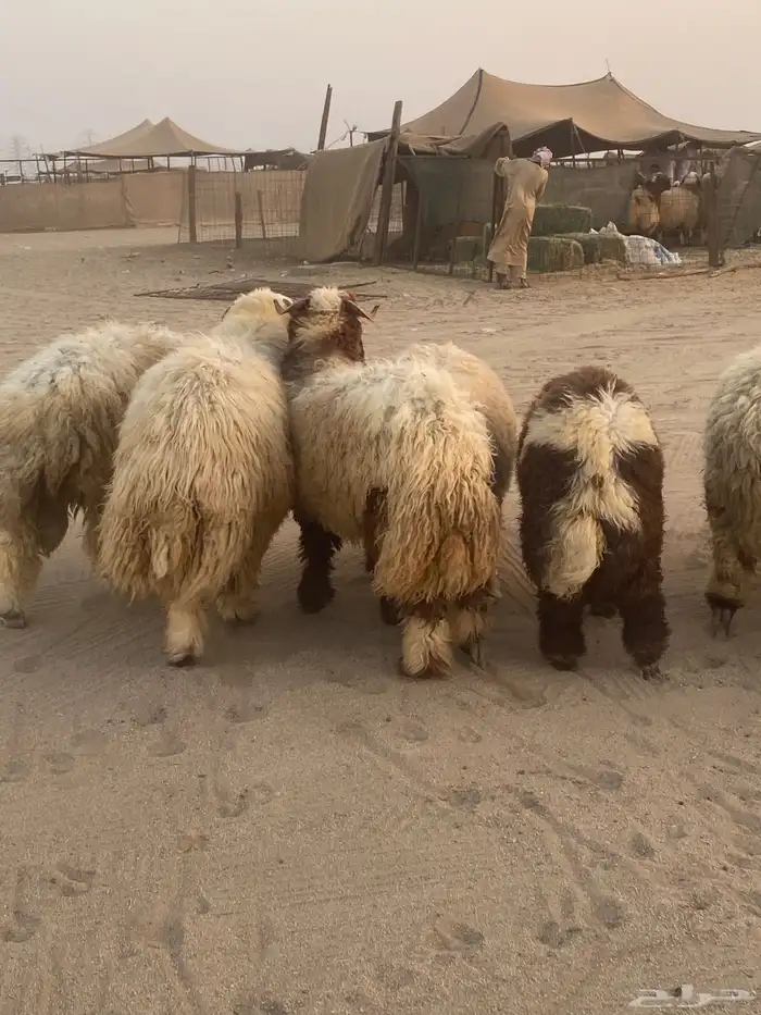 طليان نعيمي فواخر 1