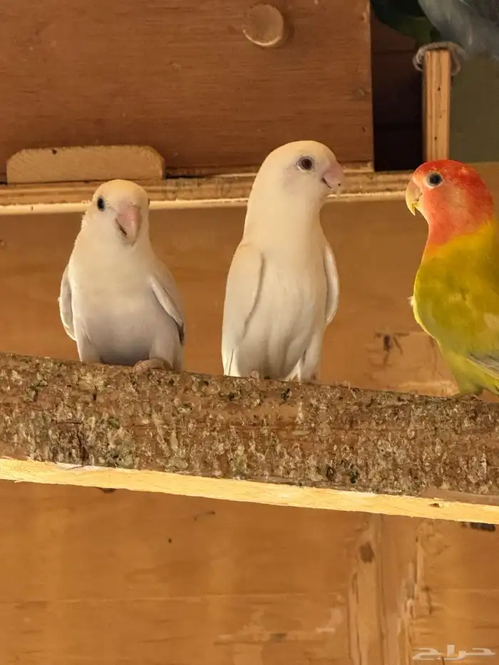 ازوج روزمنتجه 2