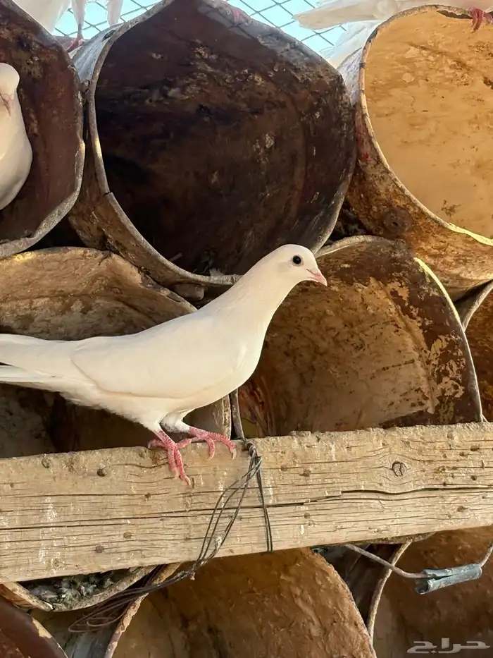 حمام بكستاني شتري عيون سود وشوي بيض 4